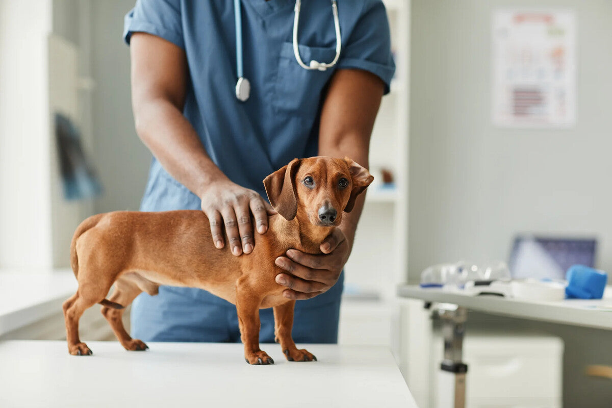 A brown dachshund dog receives an examination from a veterinarian.
