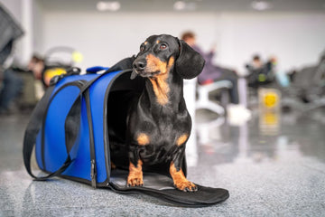 A black and brown dachshund sits in a carrier in the airport.