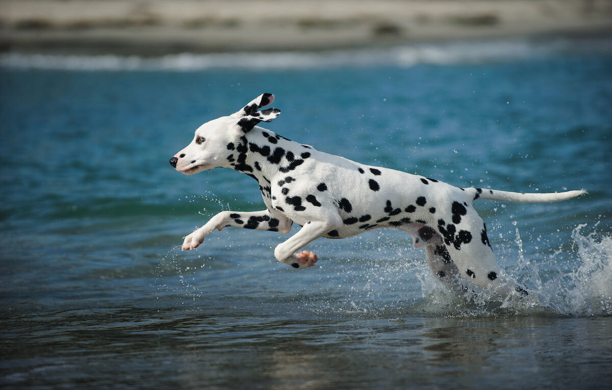 The Dalmatian Life Expectancy and Health Concerns