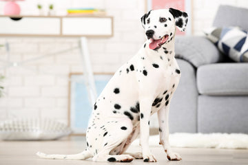 Do Dalmatians shed: Dalmatian sitting on the floor