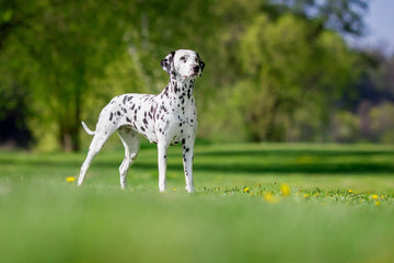A Dalmatian stands in a field.