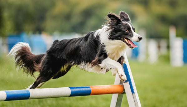 A black-and-white Border Collie jumps over a hurdle.