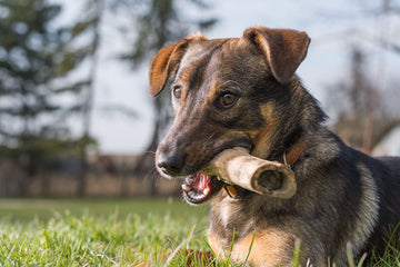 A brown dog holds a bone in its mouth.