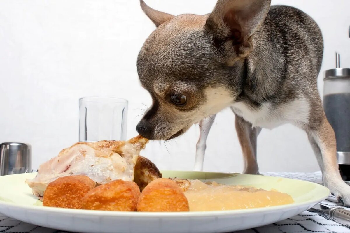 A chihuahua nibles on a piece of turkey on a plate.