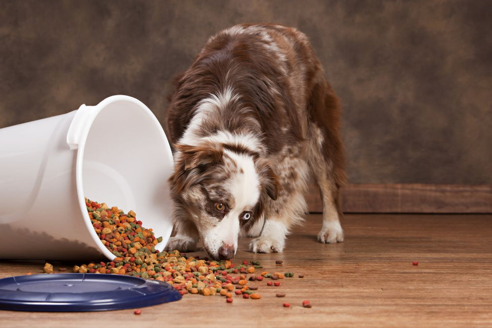 A brown and white Australian Shepherd eats from an overturned tub of dog food.