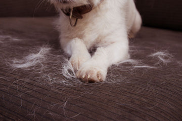 A close-up shot of a white dog lying on a brown sofa, surrounded by tufts of white dog fur.