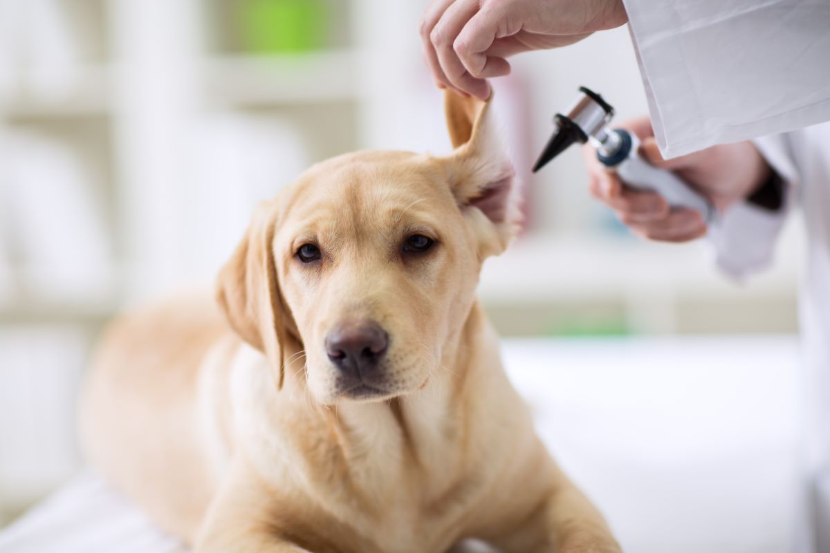 A labrador retriever has its ears examined by a veterinarian.