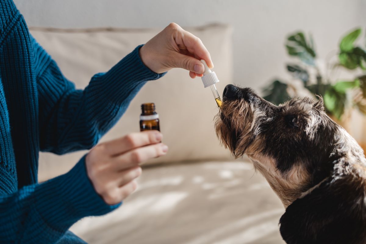 Health Benefits of Vitamin E for Dogs