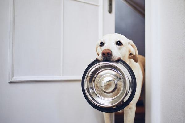 A white lab holds an empty water bowl in his mouth.