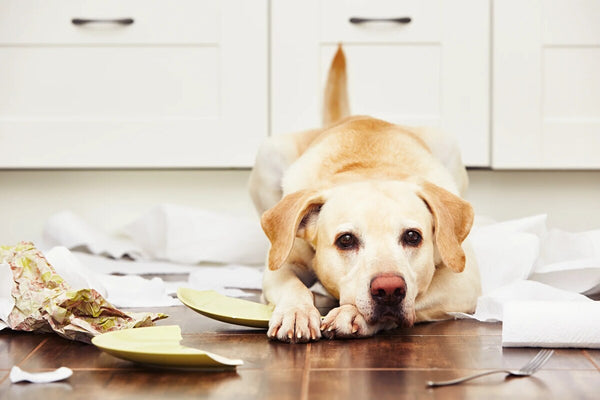 A Labrador Retriever lays amongst a mess of paper towels and garbage.