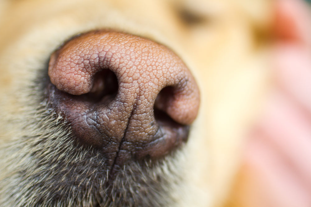 A close-up of a golden retriever’s nose.