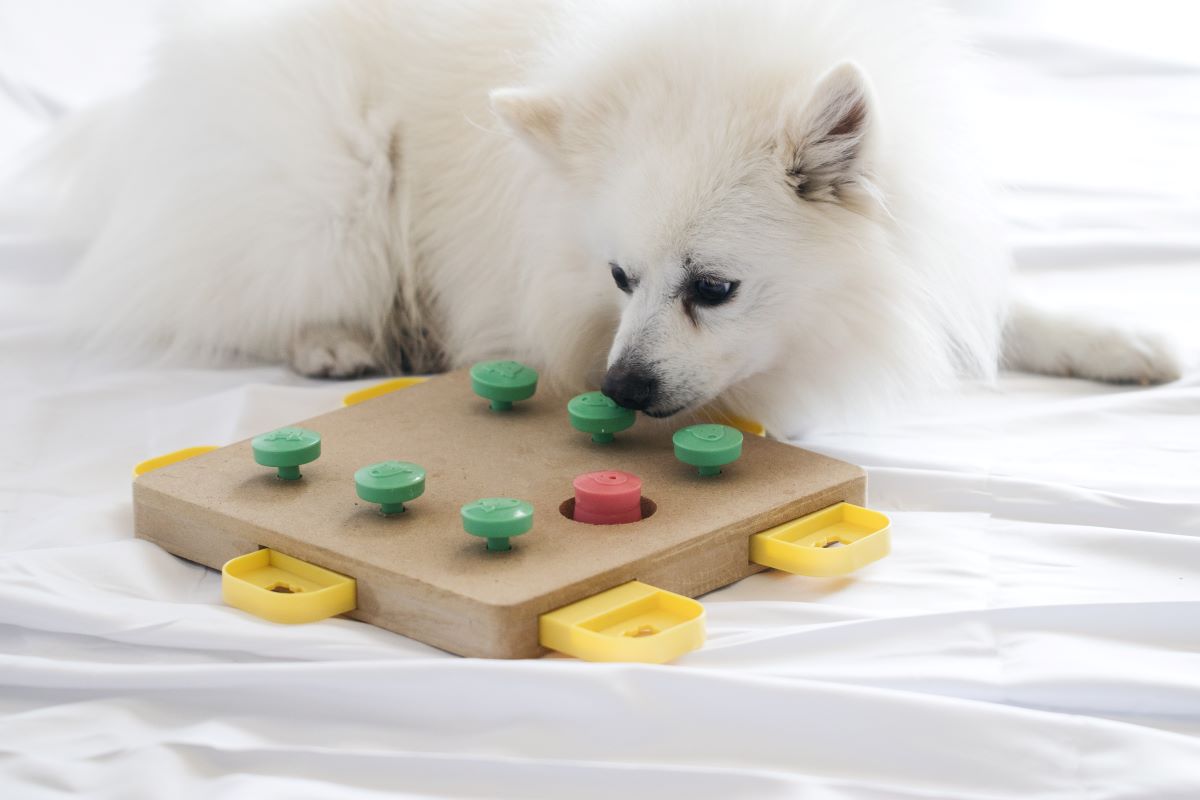 A white fluffy dog plays with a puzzle toy.