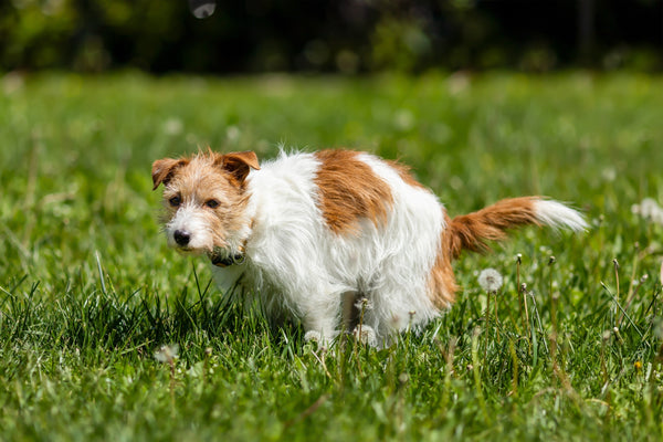 A brown and white scruffy dog squats to poop in some grass.