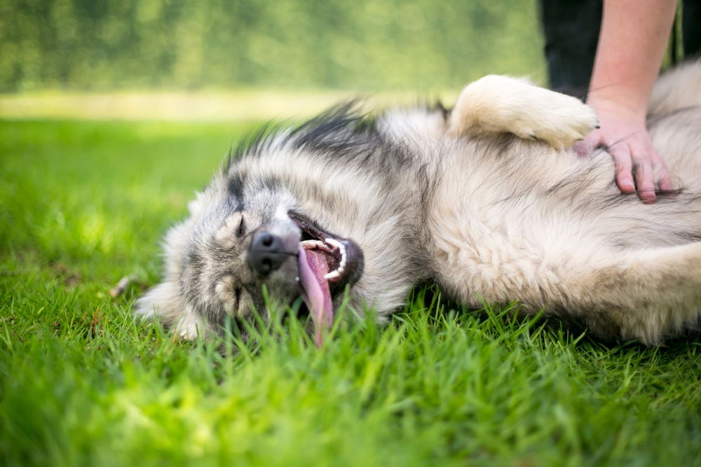 A dog lays on its back in the grass as it receives a belly rub.