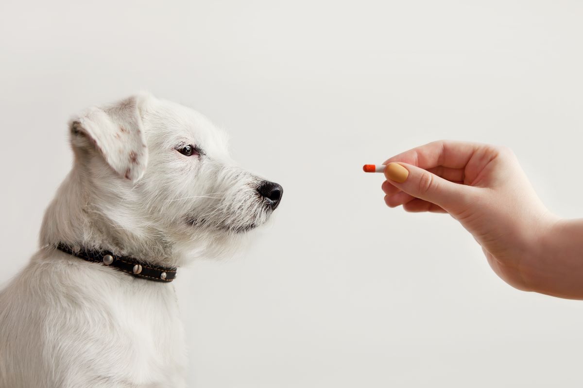 Is Imodium Safe for Dogs? What to Do When Your Dog Has Diarrhea