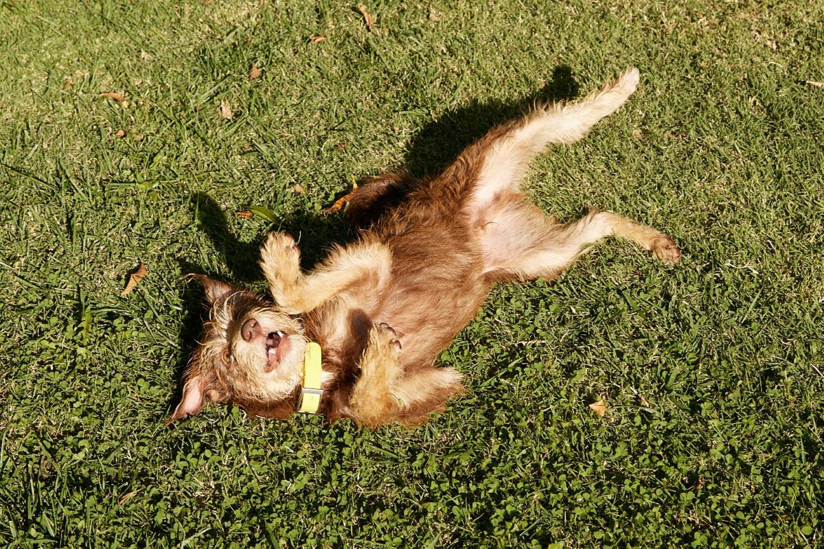 Dog pulling up grass hotsell