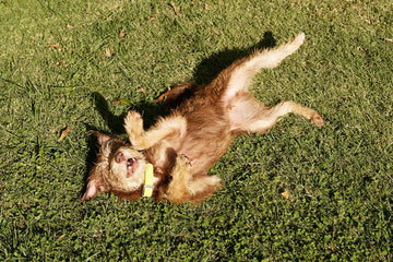 A furry dog rolls on his back in the grass.