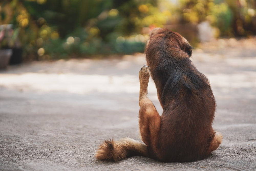 A reddish-brown dog is seen from behind as it scratches itself.