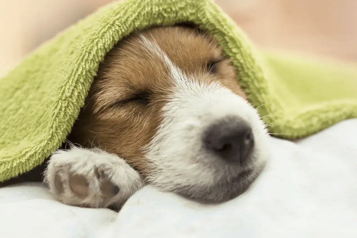 A brown and white puppy sleeps under a green blanket.