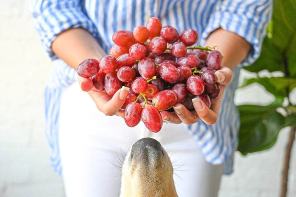 A hand holds a bunch of grapes as a dog's nose sniffs from below.