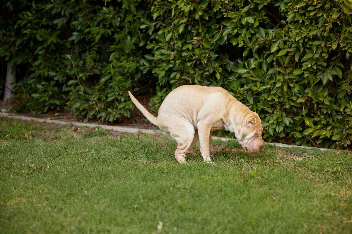 A dog squats to poop.