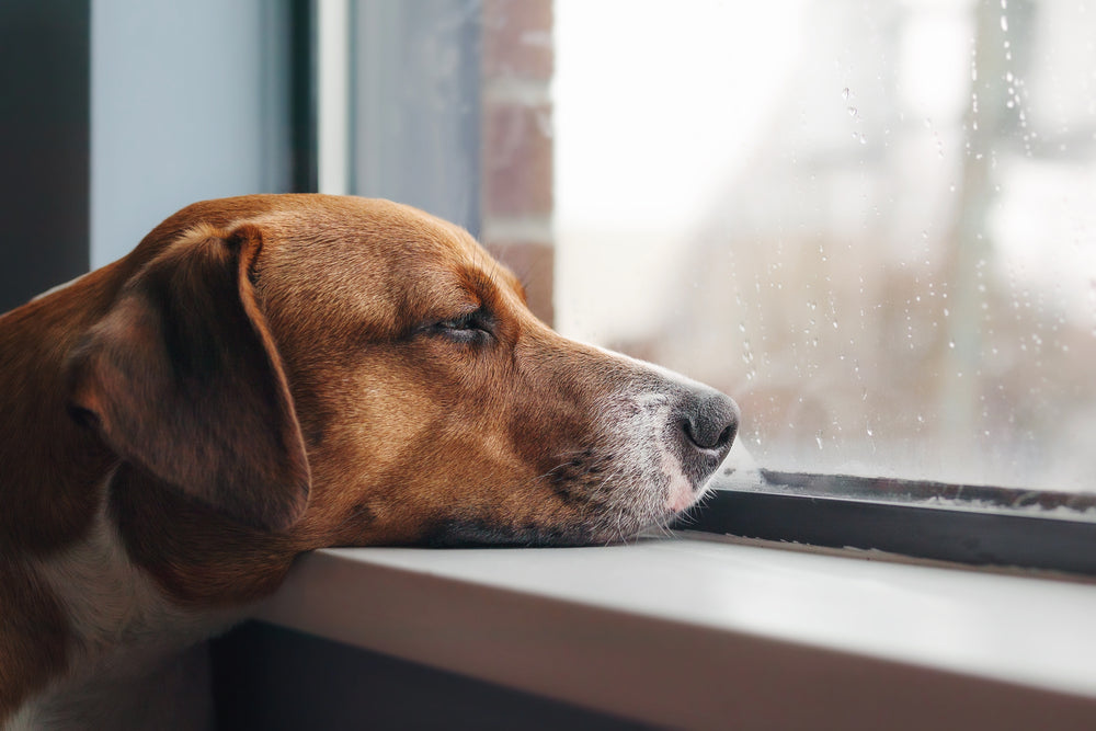 Dog Looking out the Window