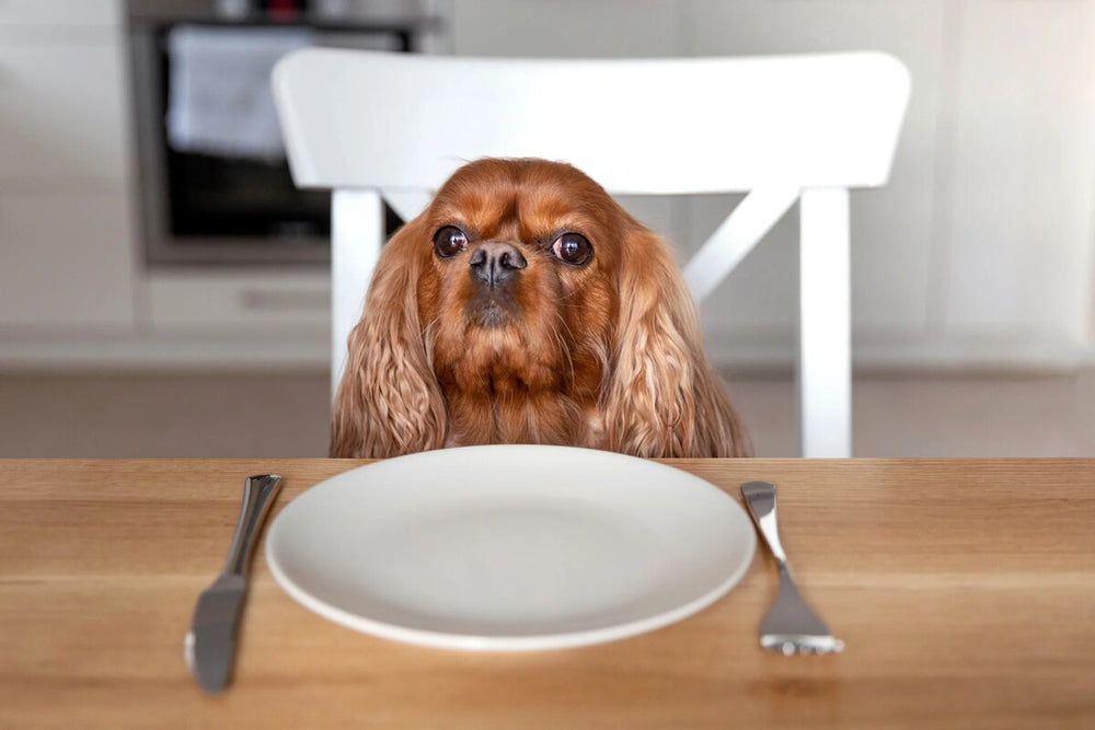 A dog sits at a dining table in front of an empty dinner plate.