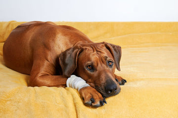 A sad-looking brown dog with a bandage on his front paw lies down on a yellow blanket.