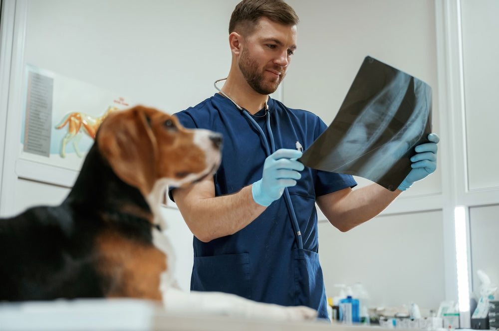 A veterinarian examines an x-ray while a dog sits on an exam table.