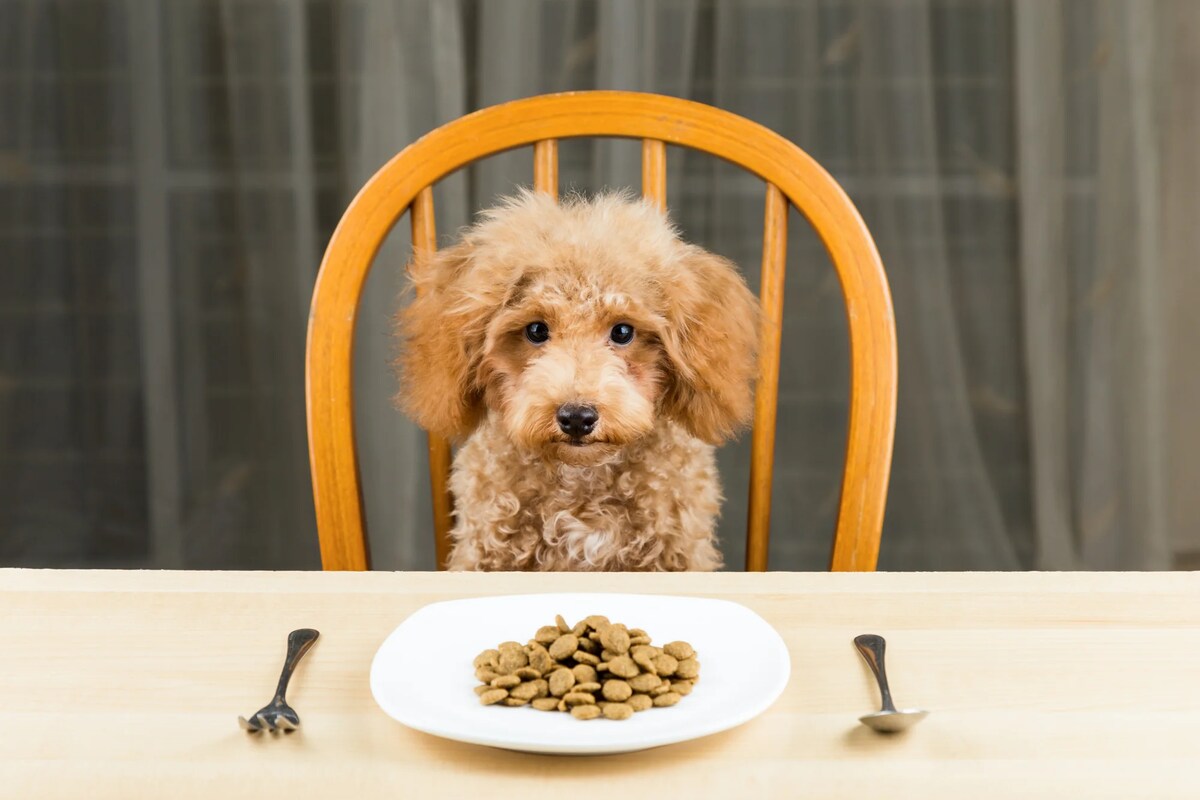 A scruffy dog sits at a dining table in front of a plate of dog kibble.