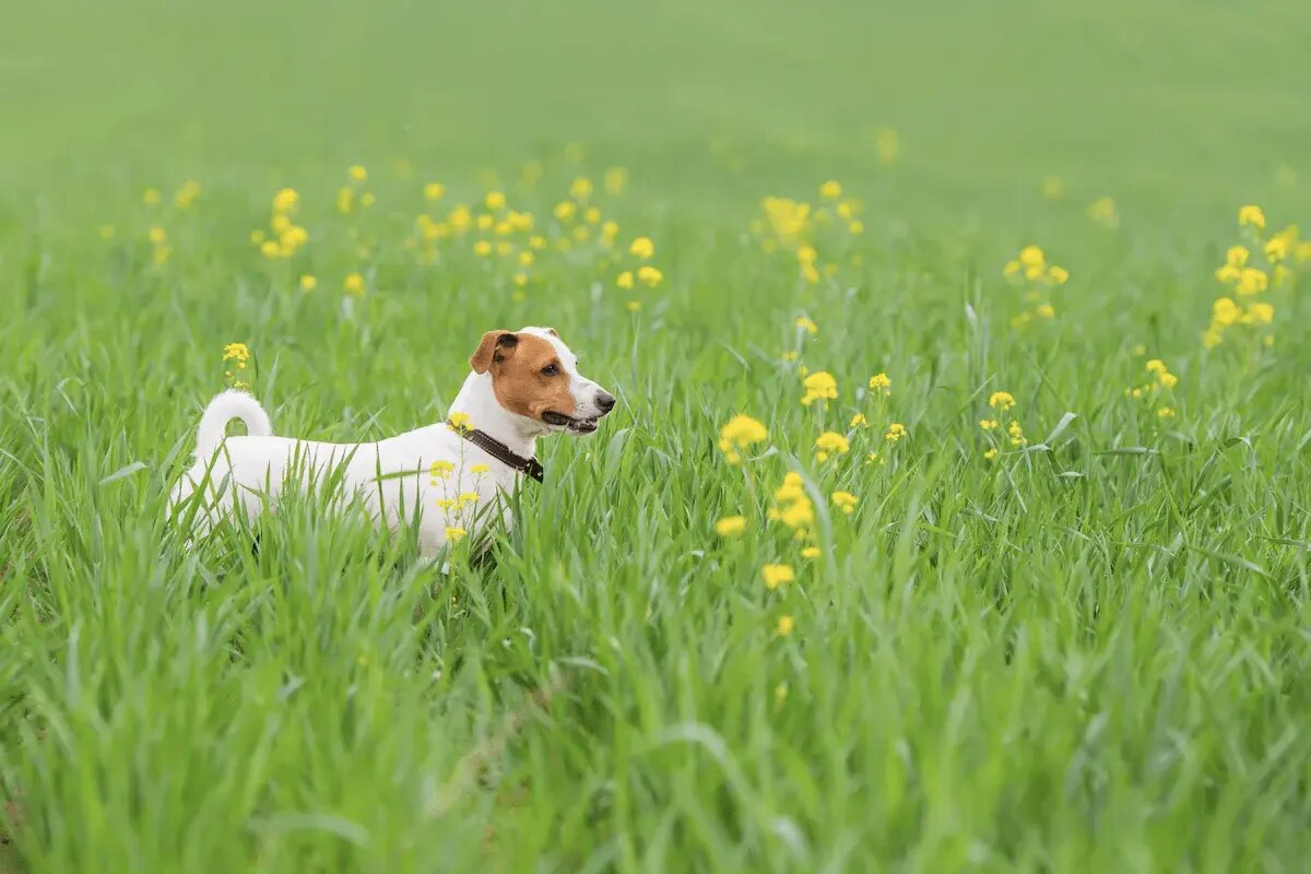 A brown and white dog stands in a field of tall grass.