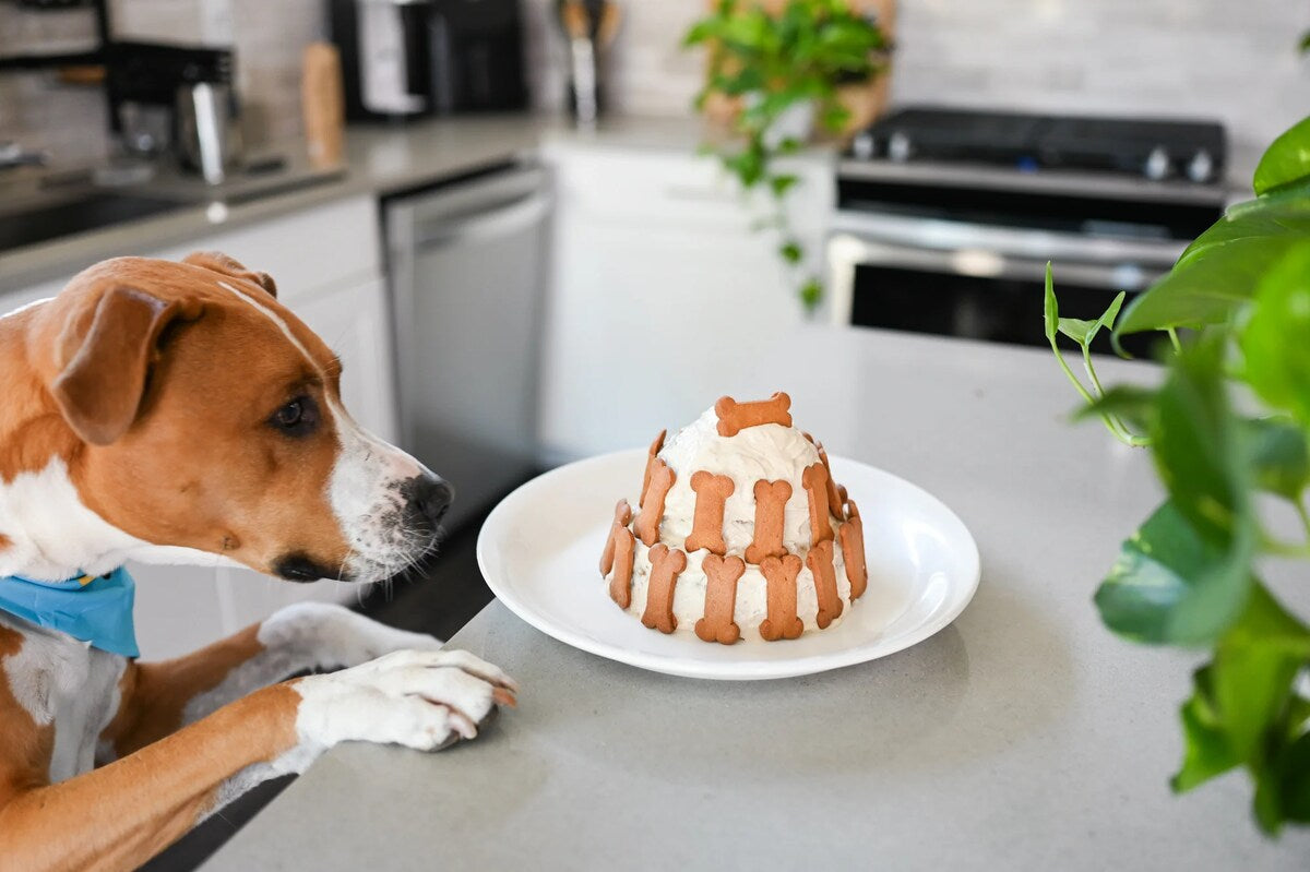 A brown dog sniffs a dog-friendly birthday cake with bone-shaped treats.