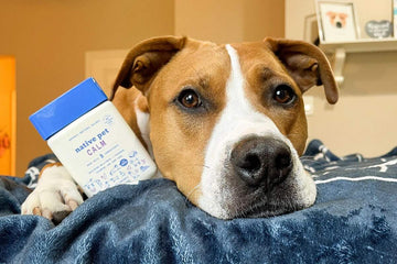 A dog lays next to a container of Native Pet Calm Chews.