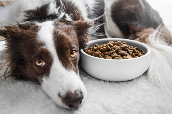 A brown and white dog lays down next to a food bowl filled with kibble.