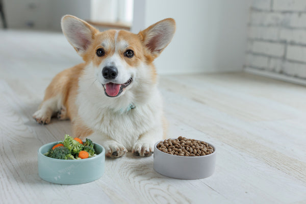 A corgi sits in front of a bowl of vegetables and a bowl of kibble.