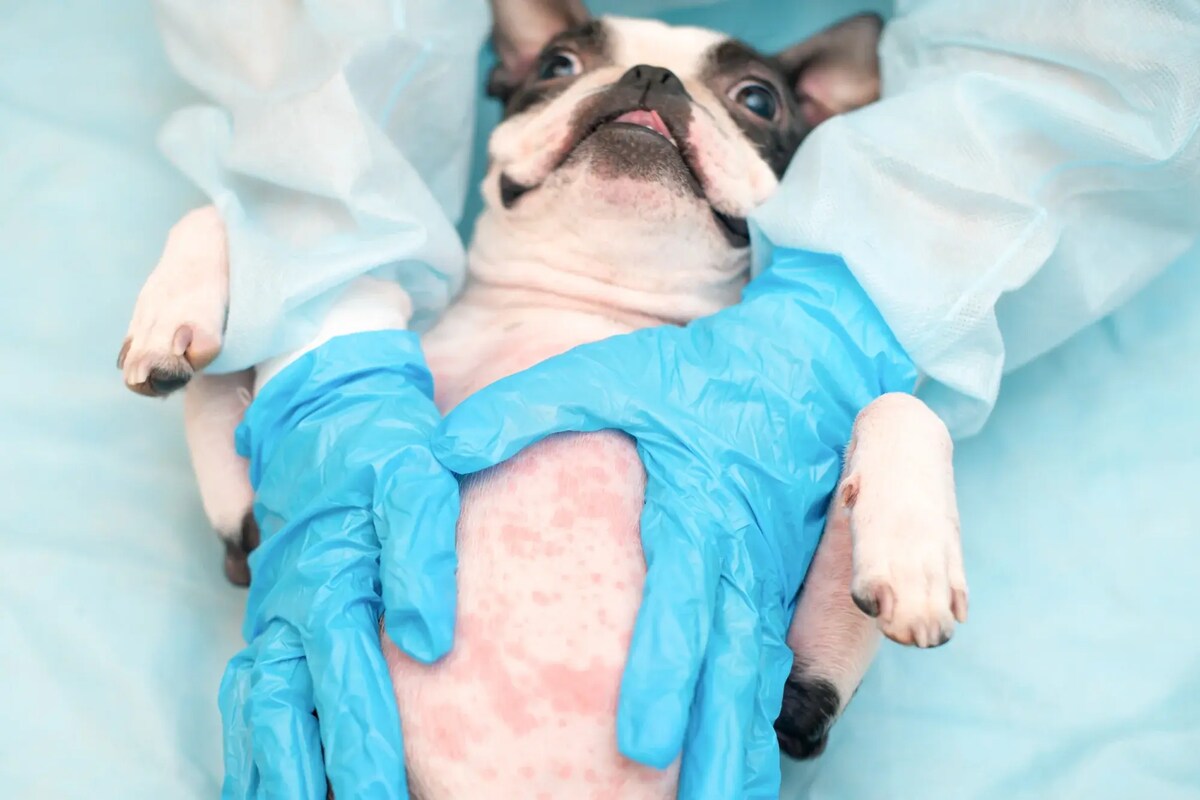 A dog with splotchy skin is examined by a veterinarian.