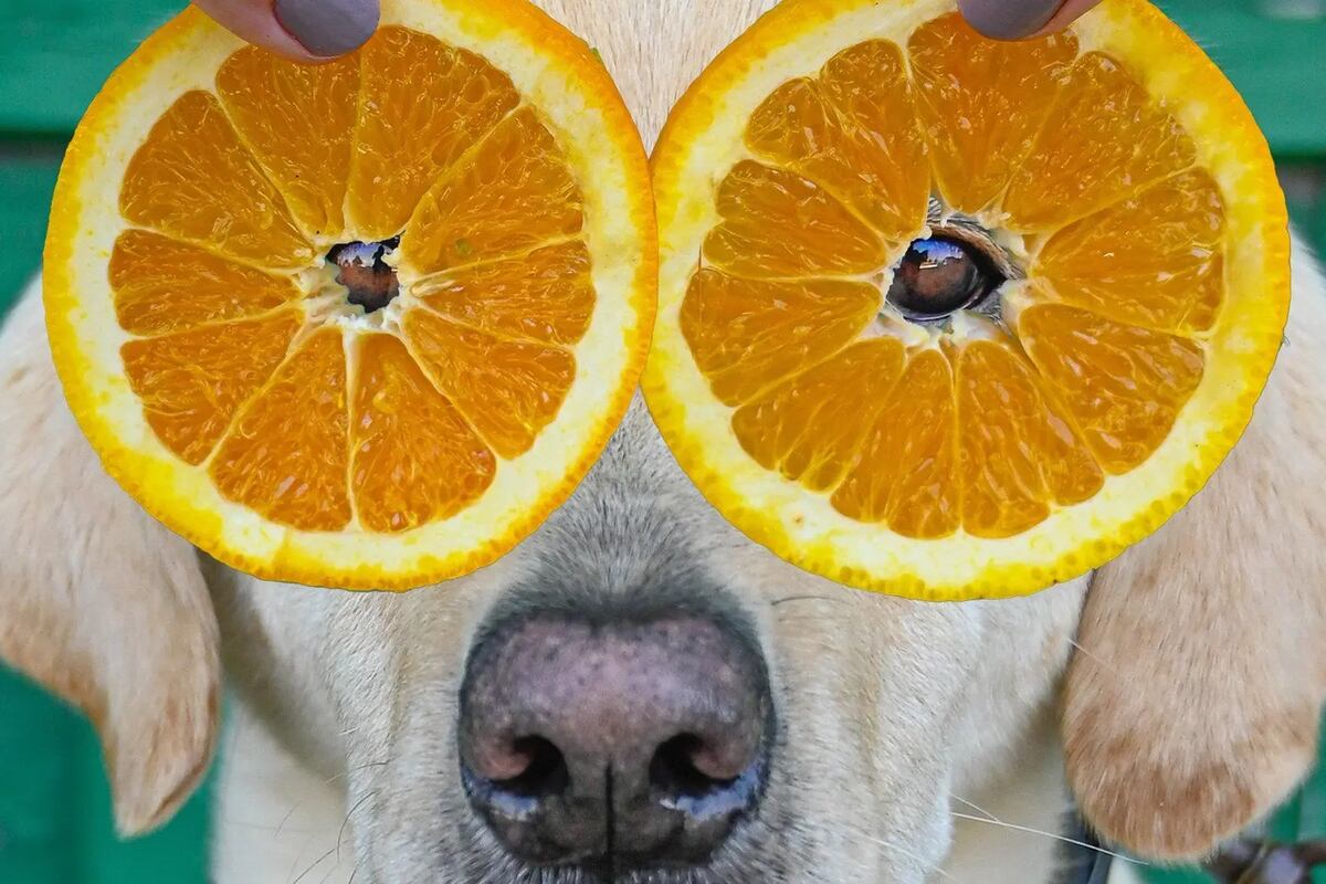 A dog with orange slices over its eyes.