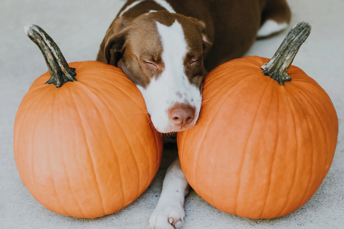 Health Benefits of Pumpkin for a Dog s Anal Glands Native Pet