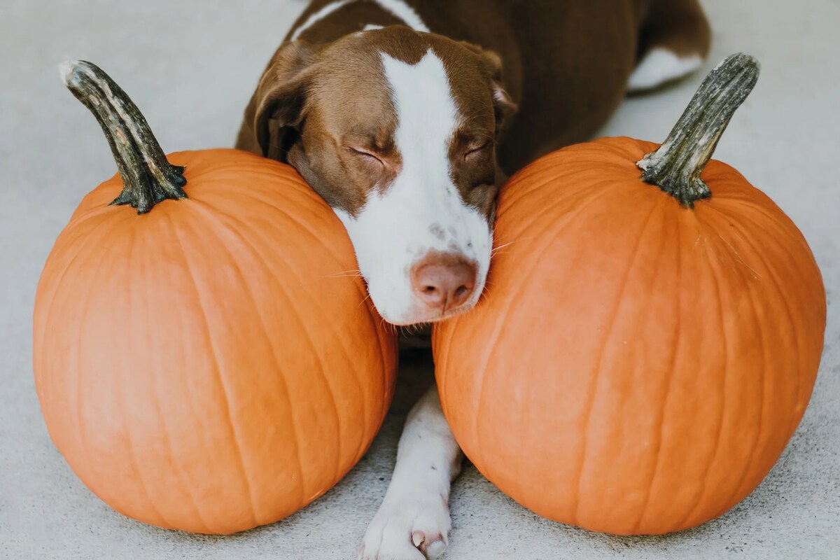 A brown and white dog rests its head between two large pumpkins.