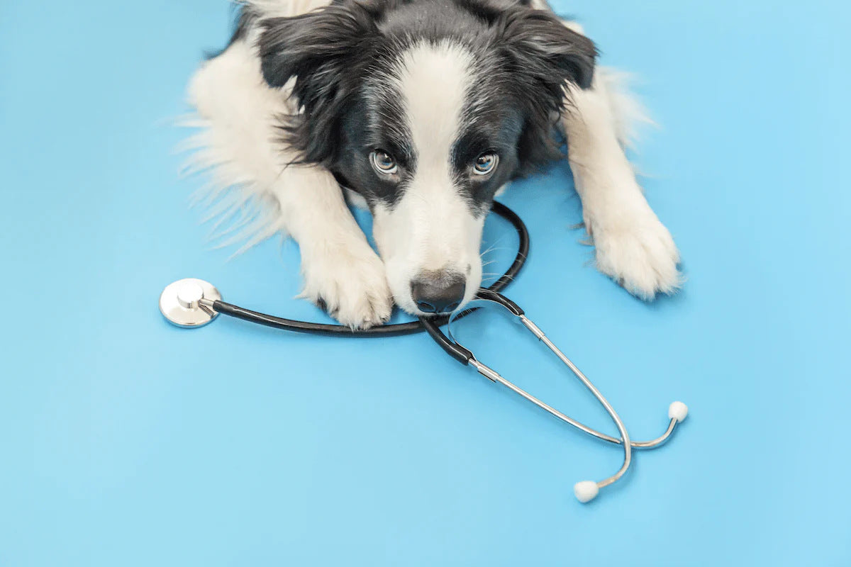 A black and white dog wirh a stethoscope looks up at the camera.