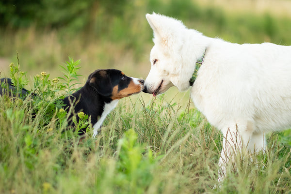 How to Properly Introduce New Dogs