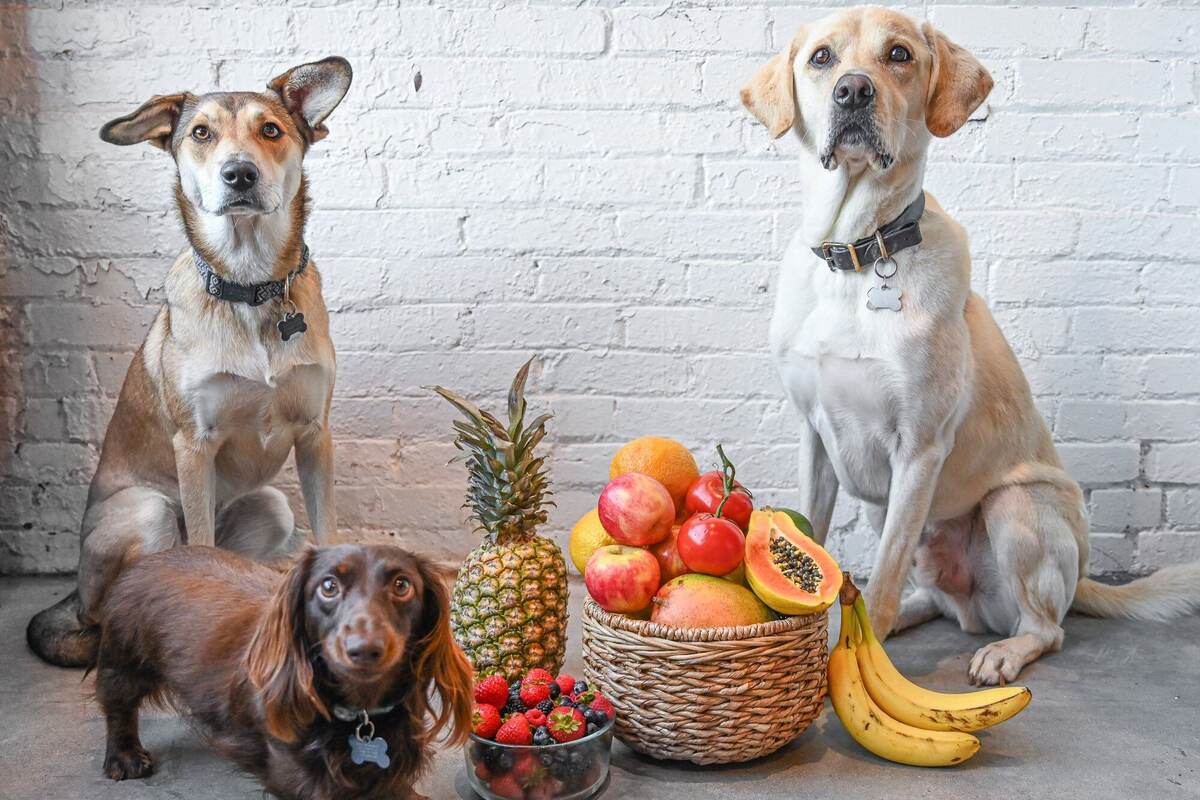 A trio of dogs sit near baskets and bowls of various fruits.