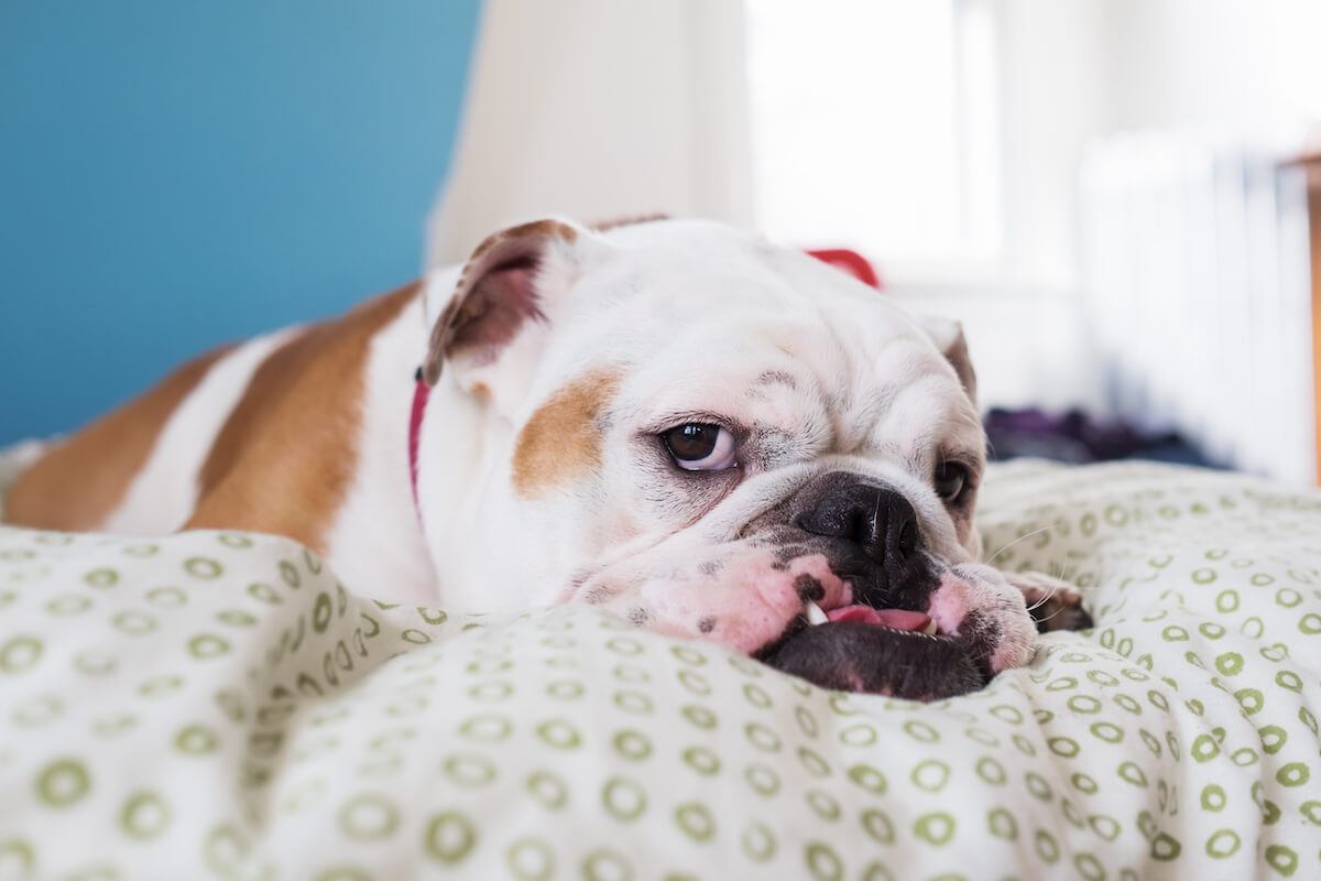 Are English Bulldogs Aggressive? The Truth About This Breed