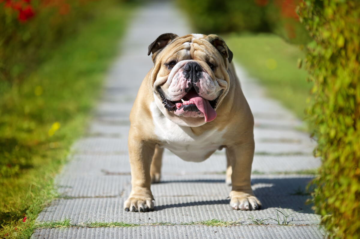 Do English Bulldogs Shed? Hair Care Tips for Your Pup