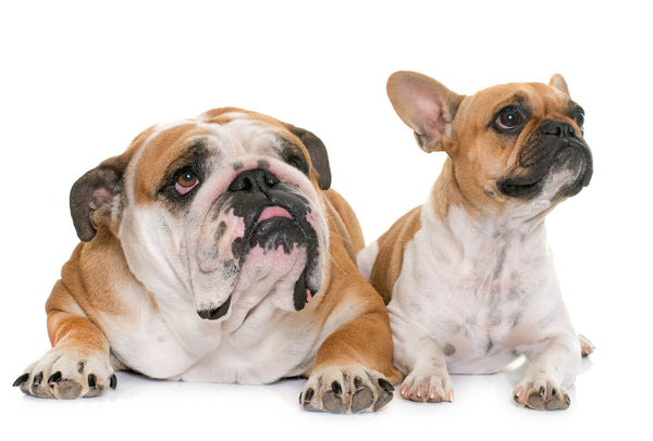 French bulldog vs English bulldog