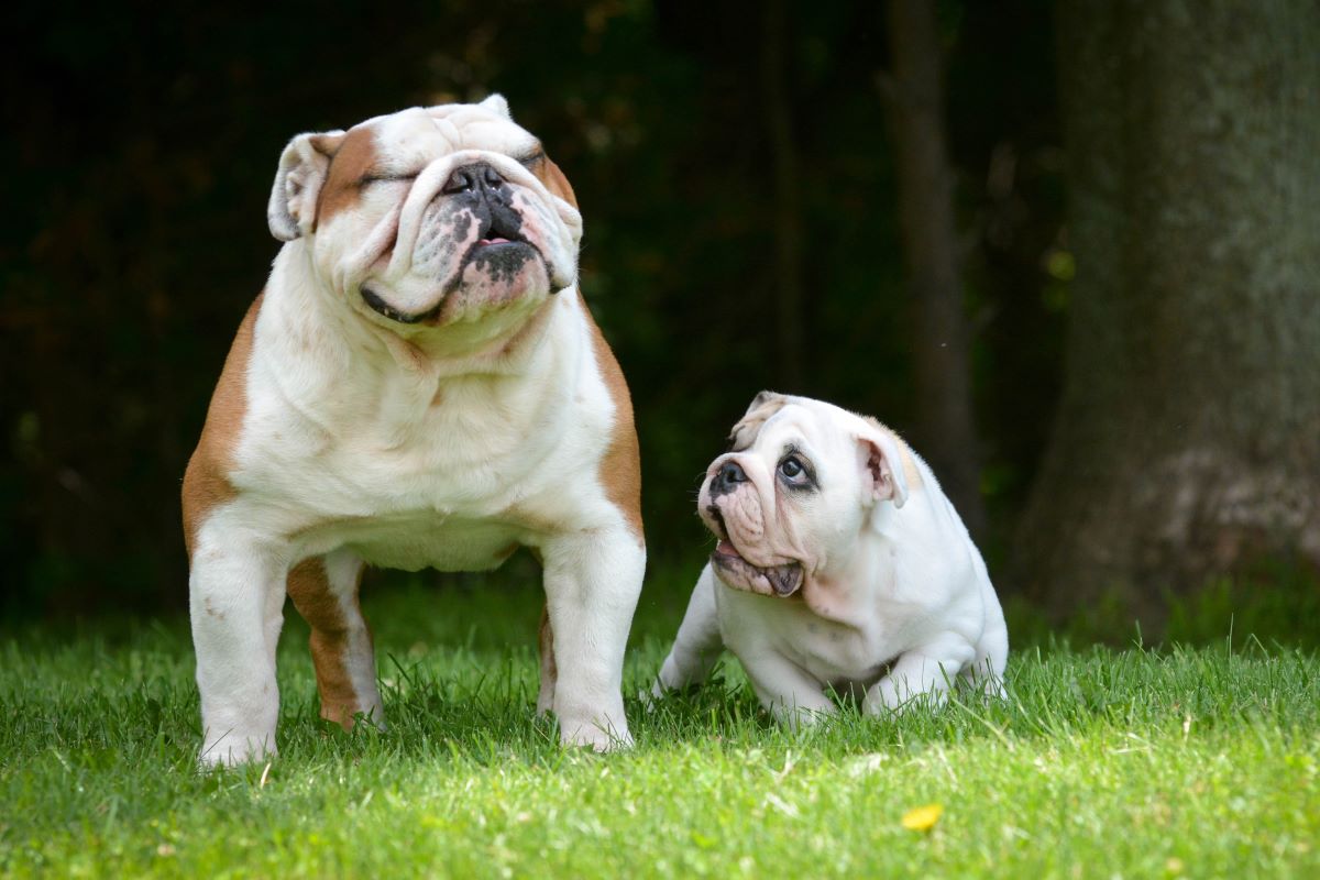 An adult English Bulldog basks in the sun next to a younger English bulldog.
