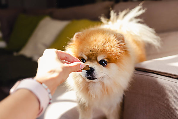 A hand holds out a small piece of food to a pomeranian puppy.