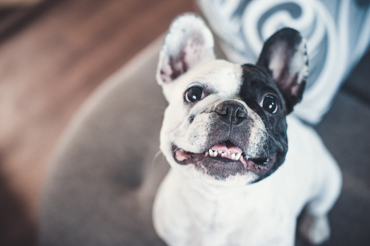 Do French Bulldogs shed: French Bulldog looking up
