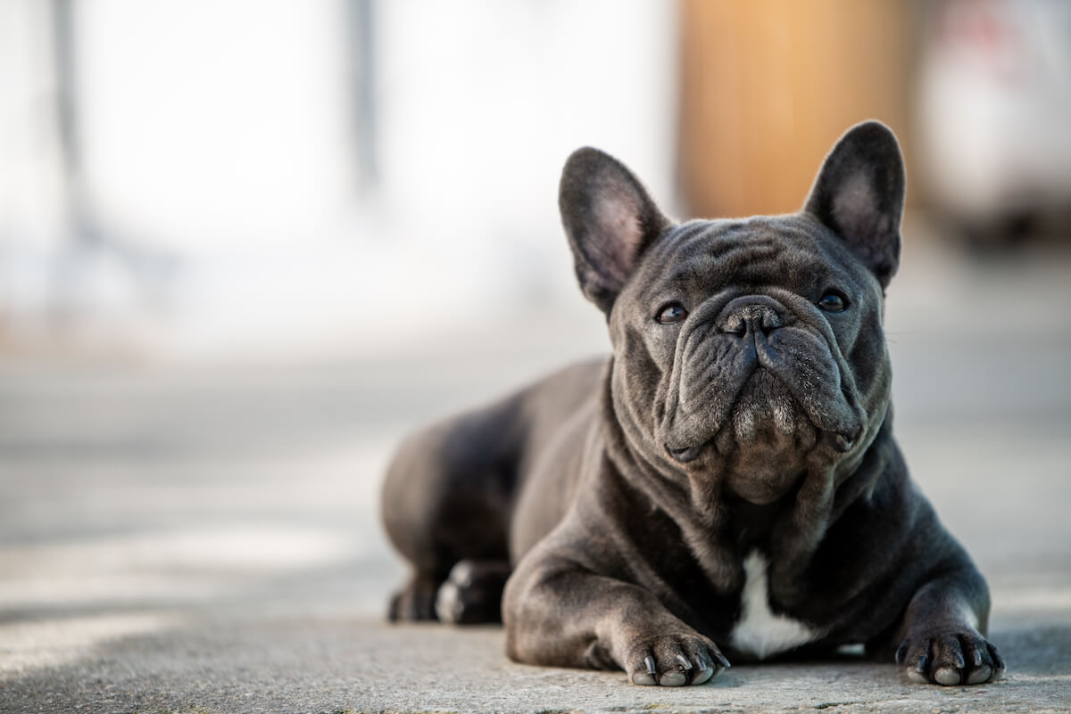 Do French Bulldogs bark a lot: French Bulldog lying on the pavement