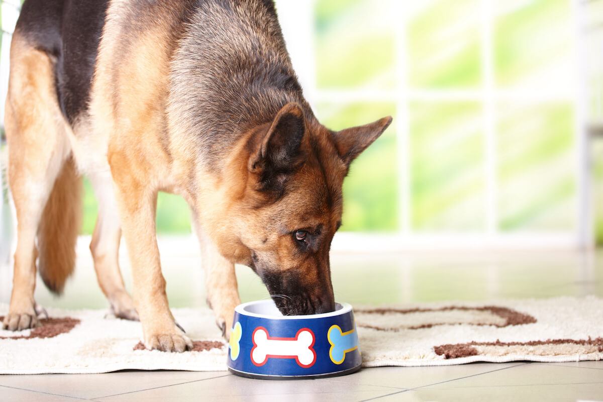 German shepherd feeding hotsell